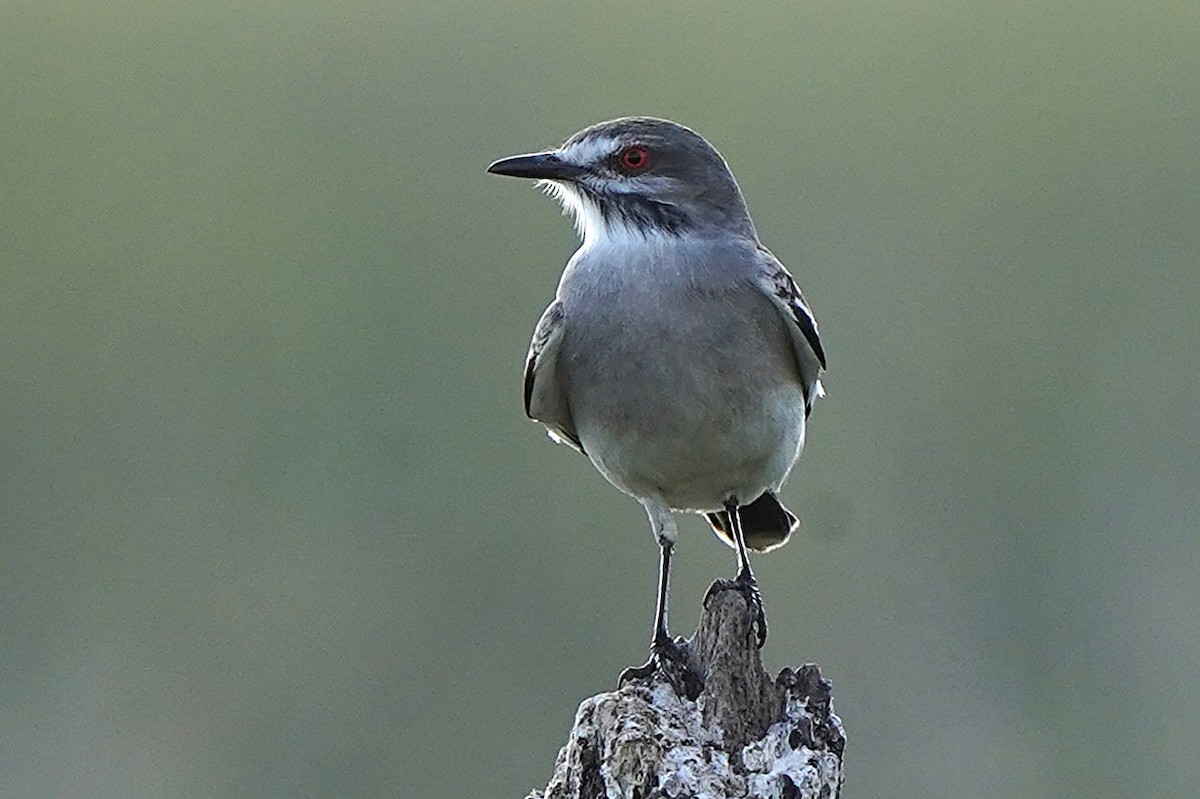 Gray Monjita - ML646780089