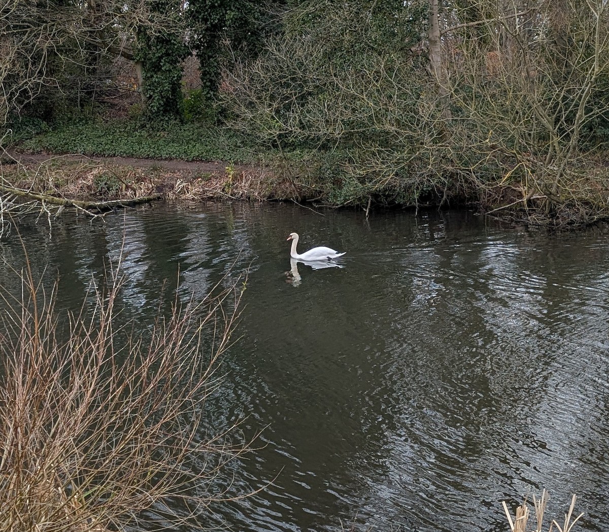 疣鼻天鵝 - ML646780090