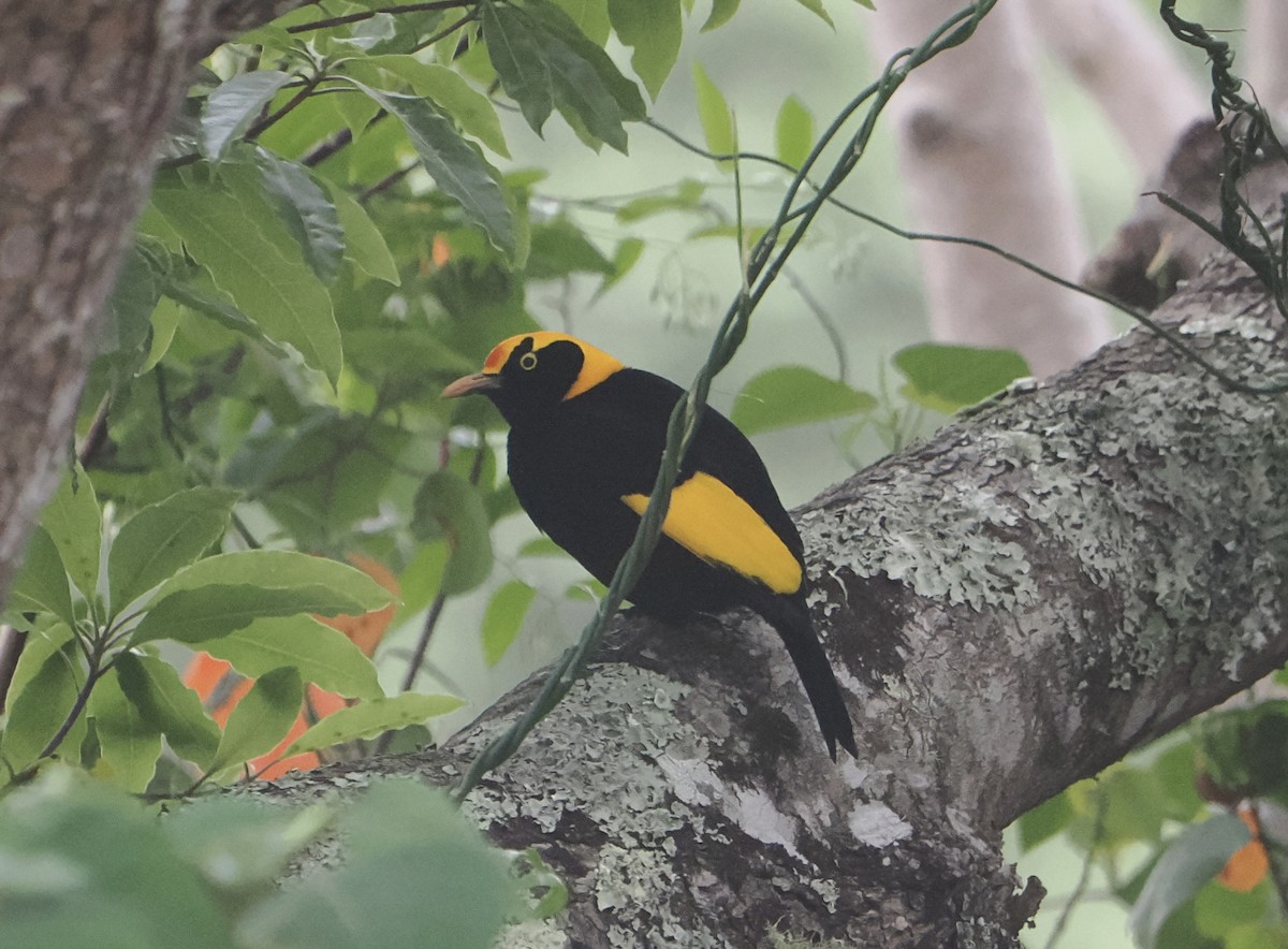 Regent Bowerbird - ML646780091