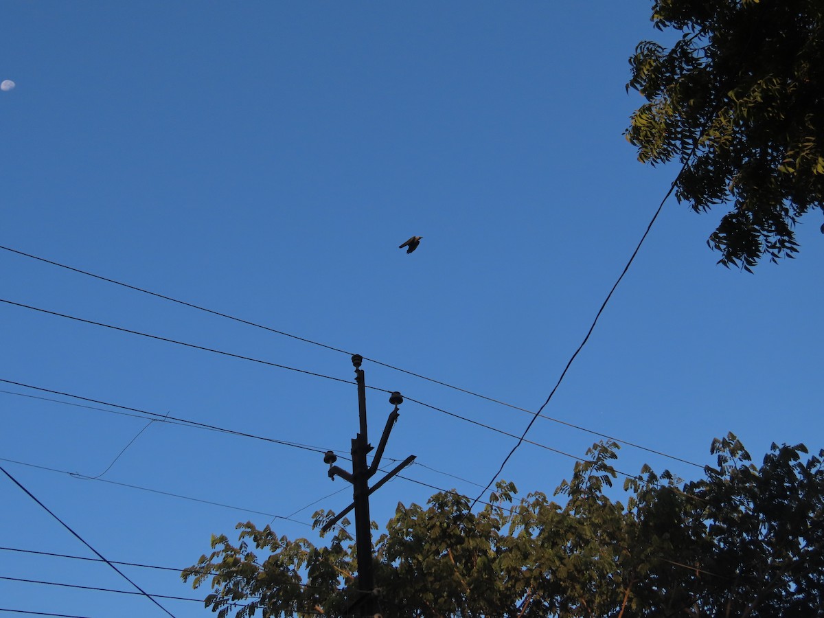 家烏鴉 - ML646780092