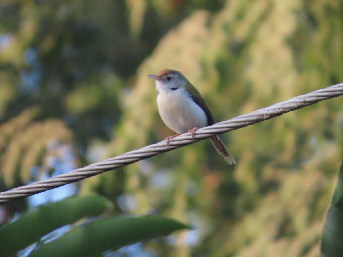 長尾縫葉鶯 - ML646780093