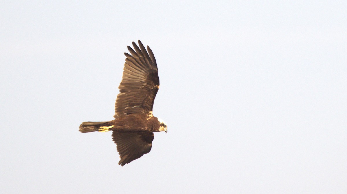 西方澤鵟 - ML646780094