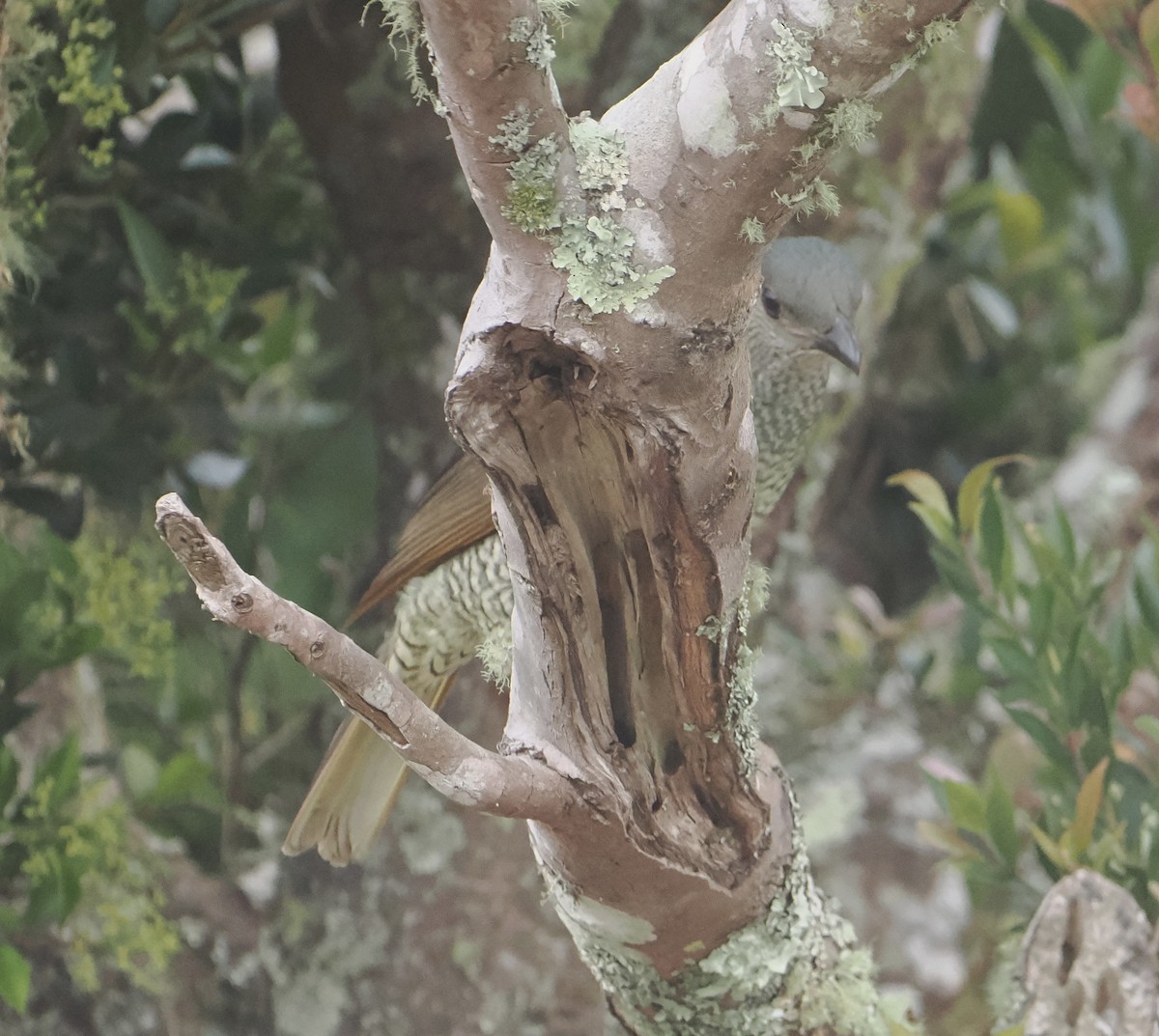 Satin Bowerbird - ML646780095