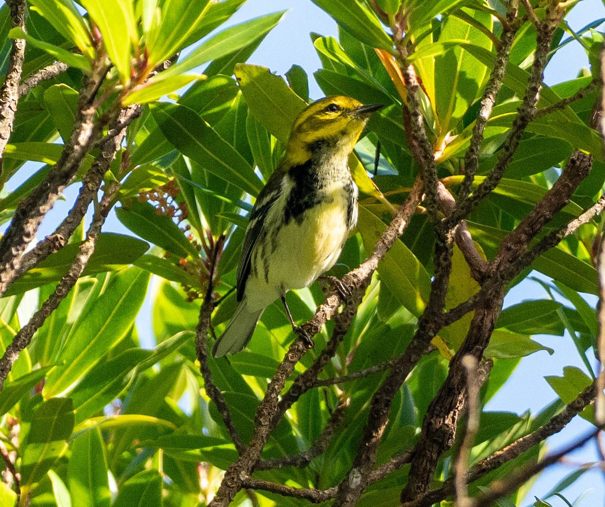 Black-throated Green Warbler - ML646780096