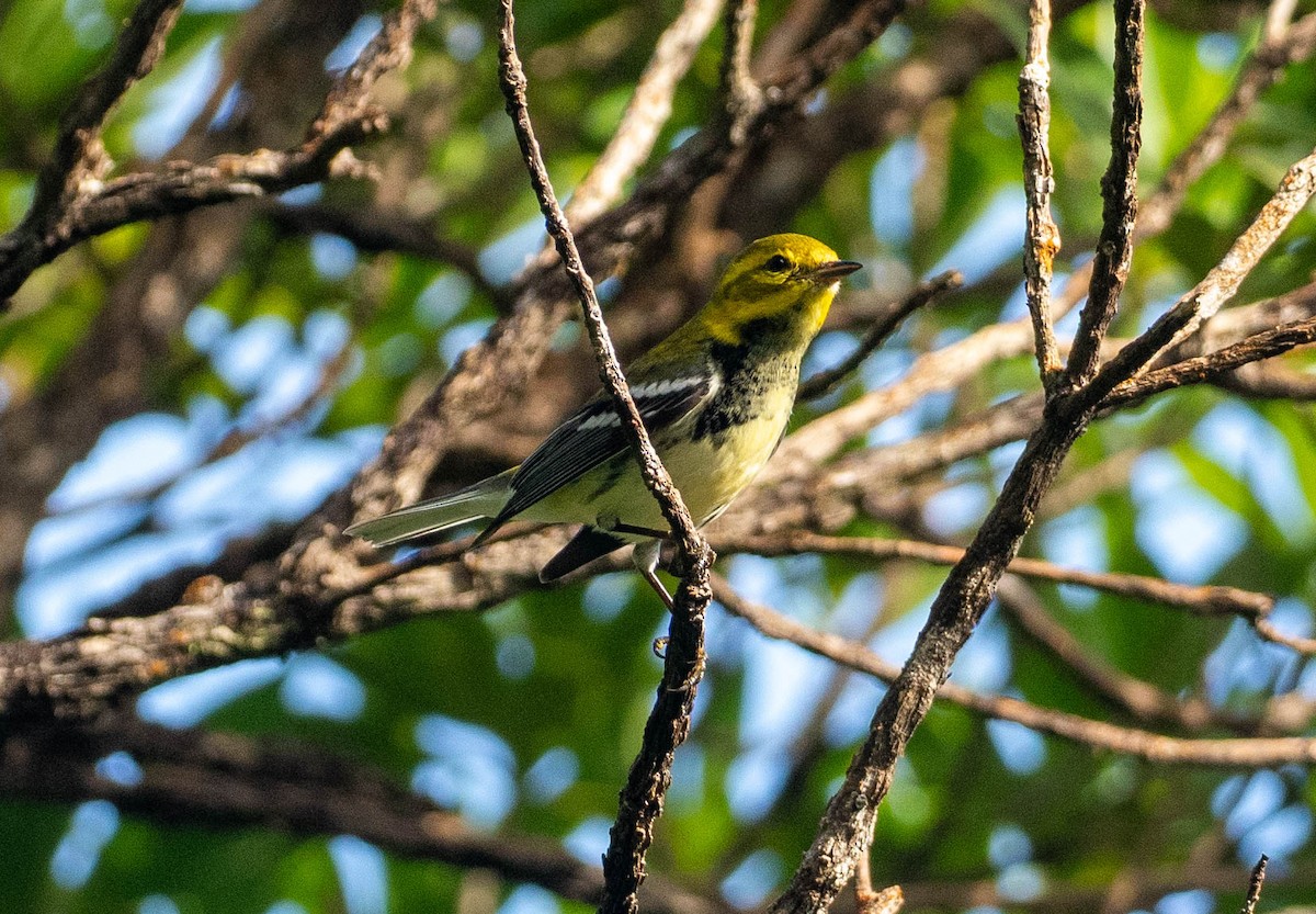 Black-throated Green Warbler - ML646780097