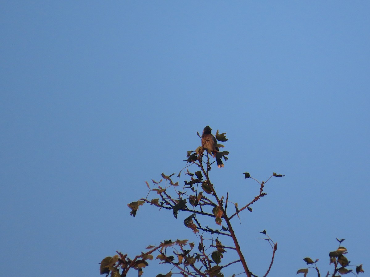 Red-vented Bulbul - ML646780099