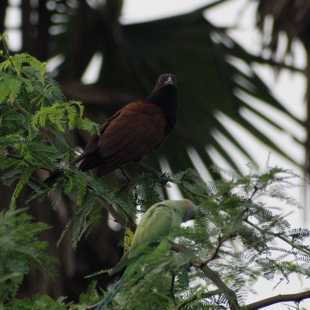 褐翅鴉鵑 - ML646780100