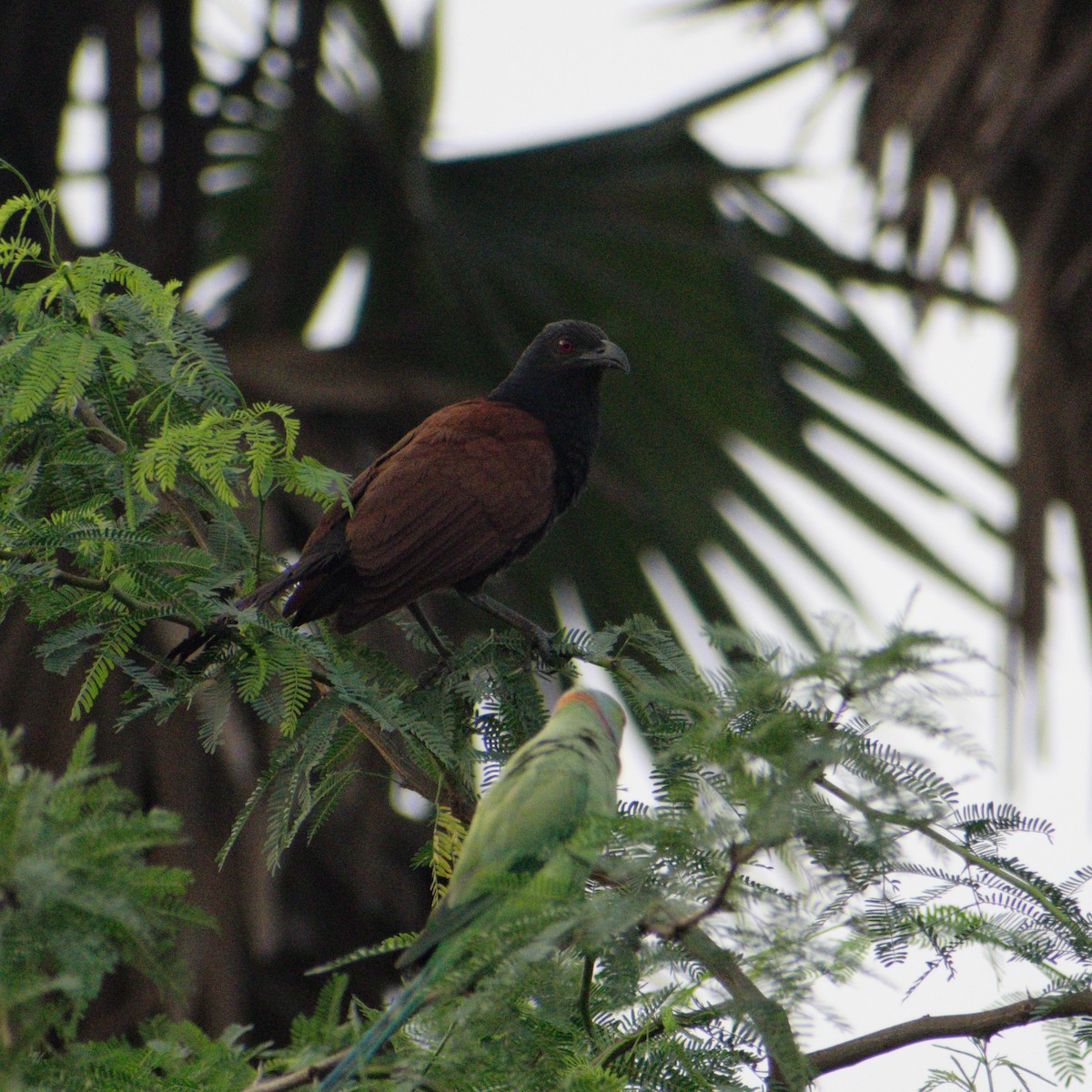 褐翅鴉鵑 - ML646780101