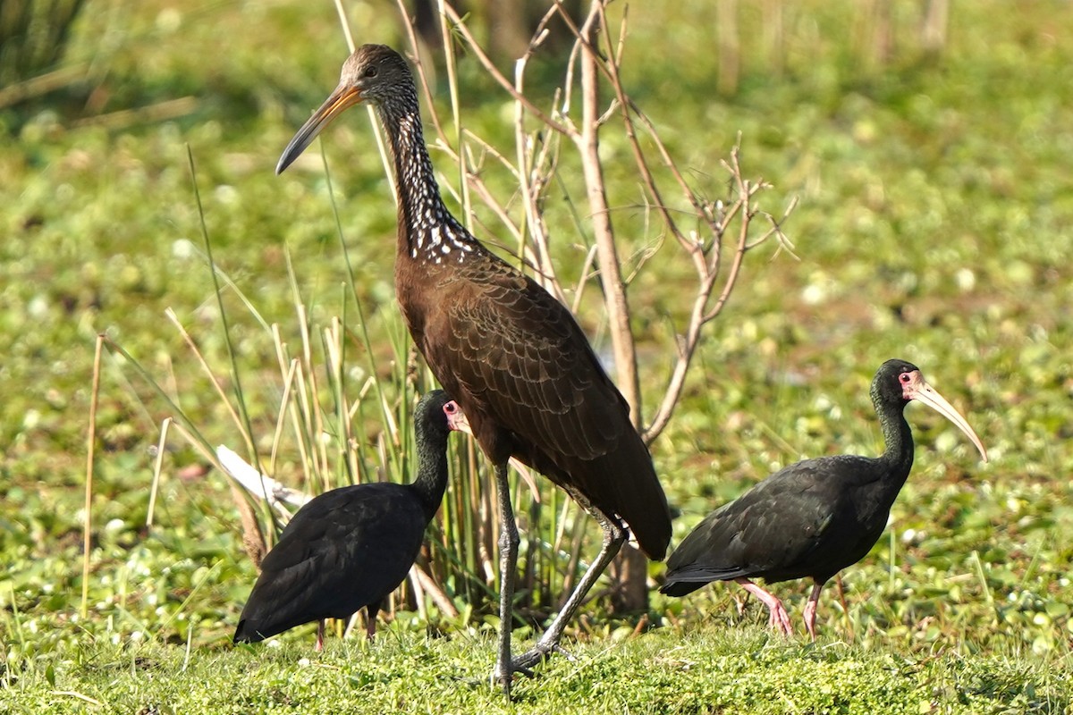 Limpkin - ML646780102