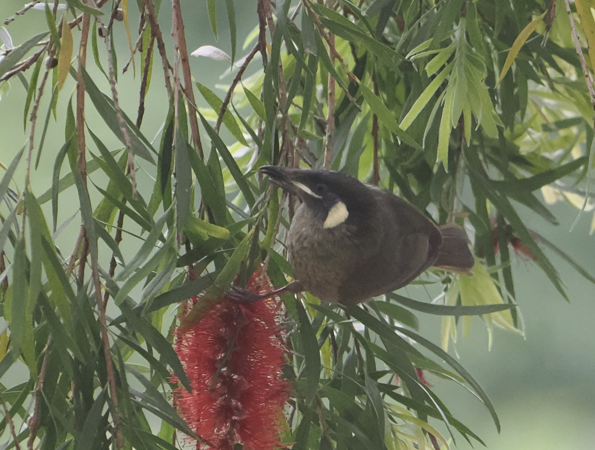 Lewin's Honeyeater - ML646780103