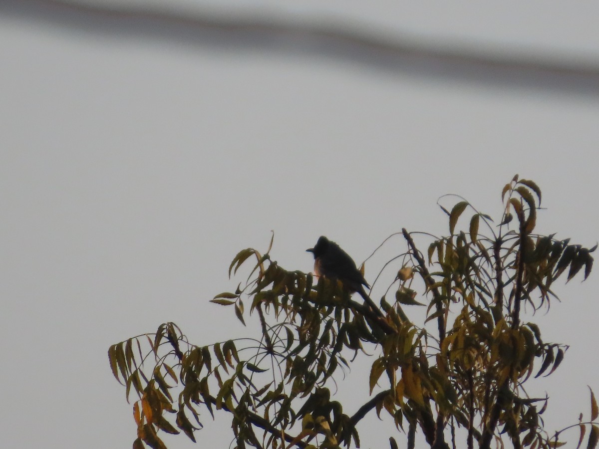 Red-vented Bulbul - ML646780104