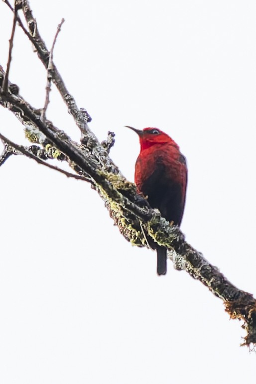 Wakolo Myzomela (Seram) - ML646780105