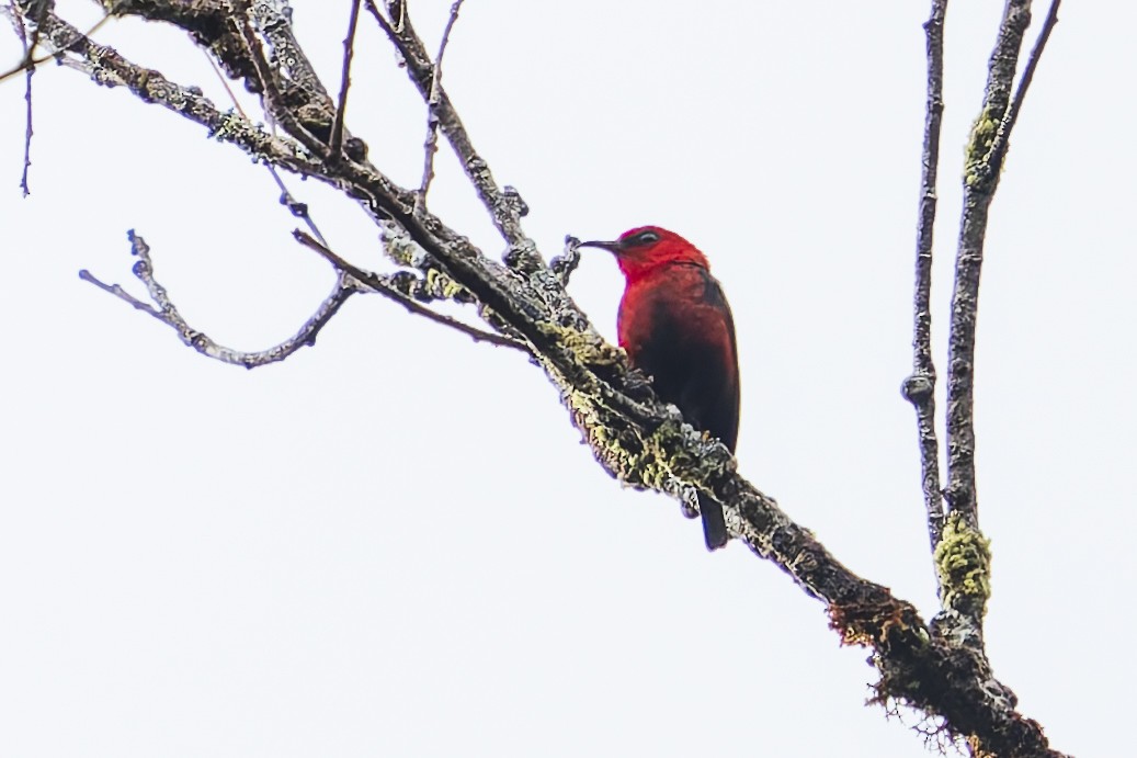 Wakolo Myzomela (Seram) - ML646780106