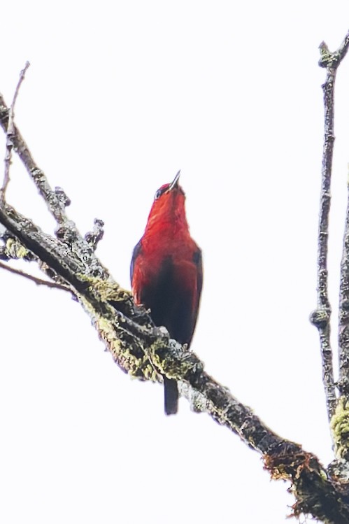 Wakolo Myzomela (Seram) - ML646780107