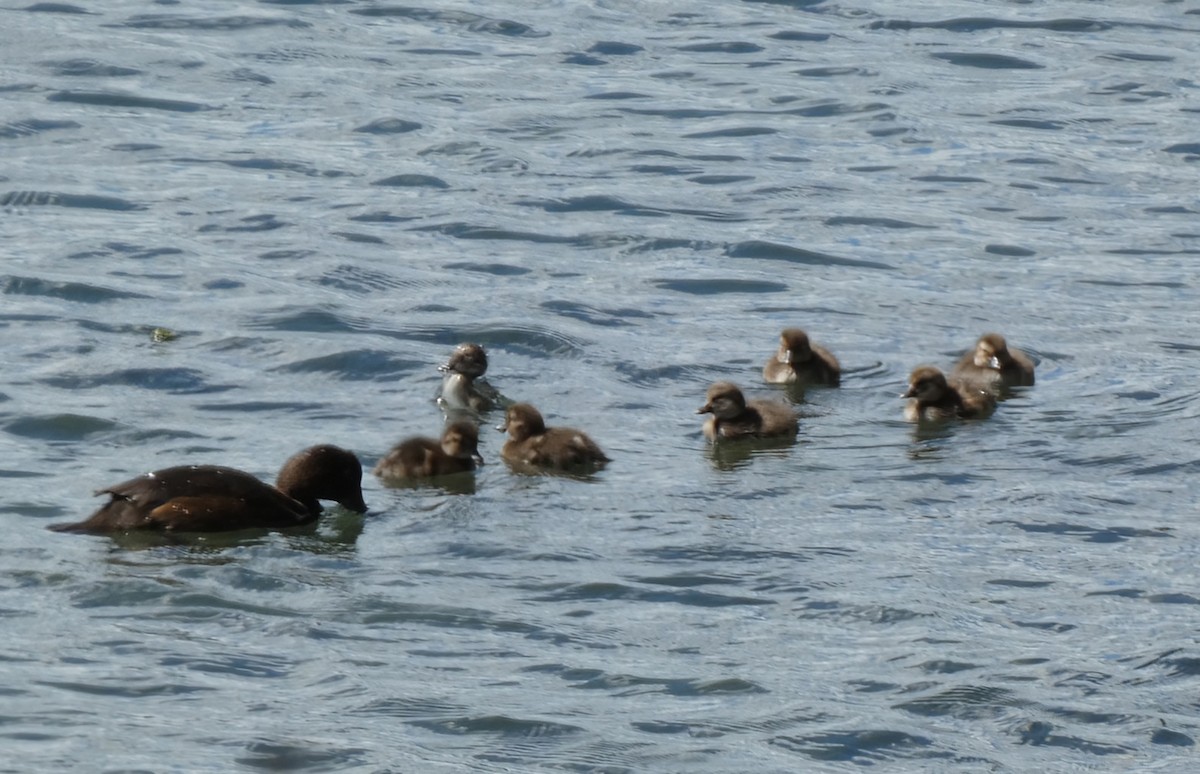 New Zealand Scaup - ML646780111