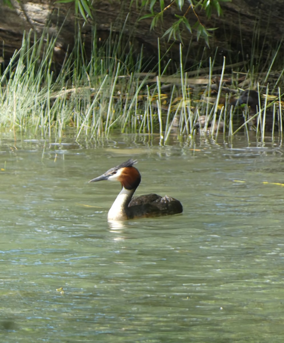 טבלן מצויץ - ML646780118
