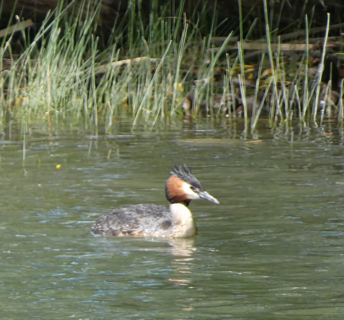 טבלן מצויץ - ML646780119