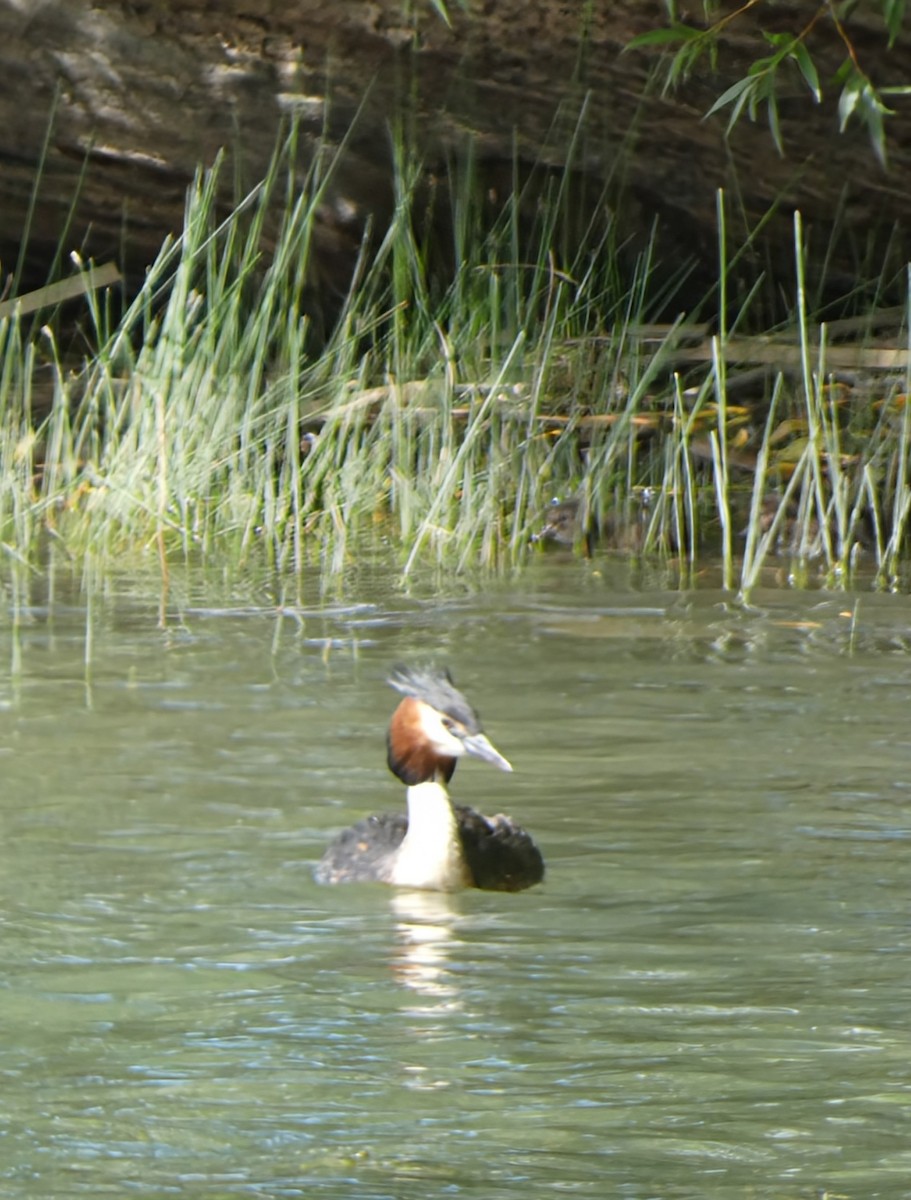 טבלן מצויץ - ML646780120