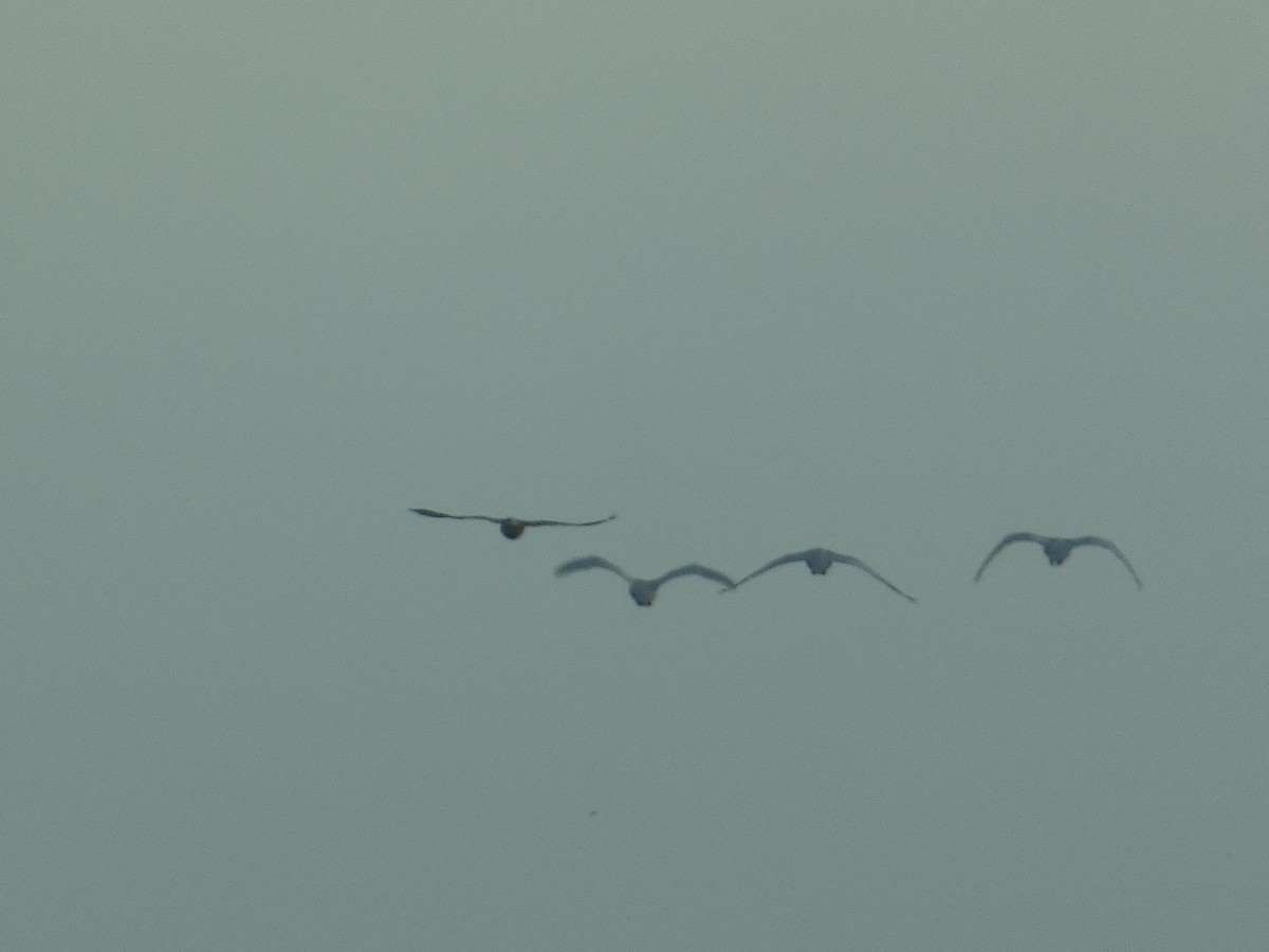 Trumpeter Swan - ML646780122