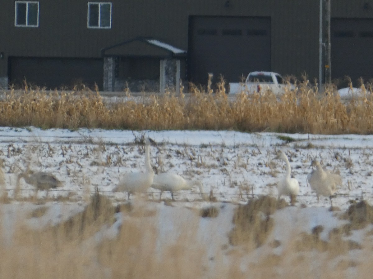 Trumpeter Swan - ML646780123