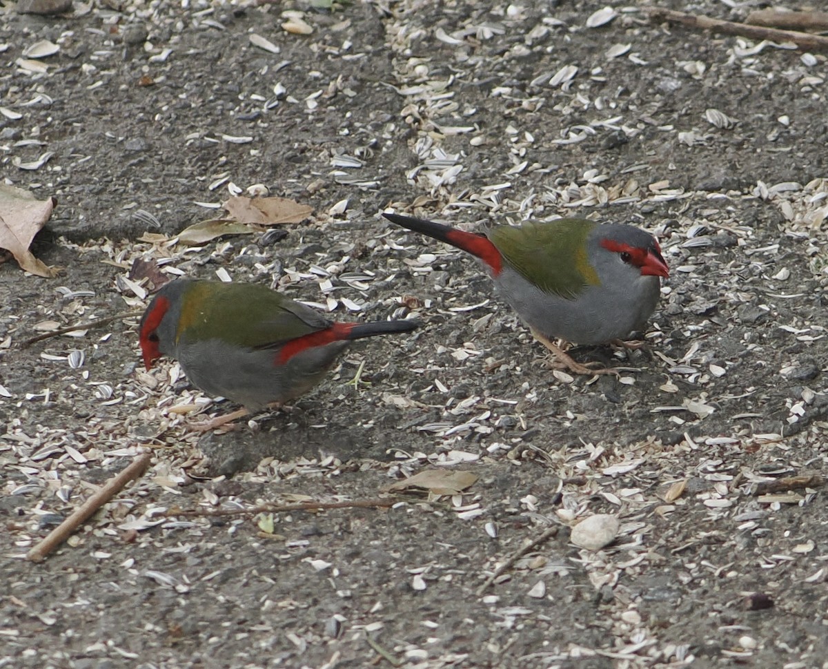 Red-browed Firetail - ML646780127