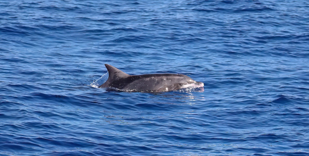 Mammals - ML646780130