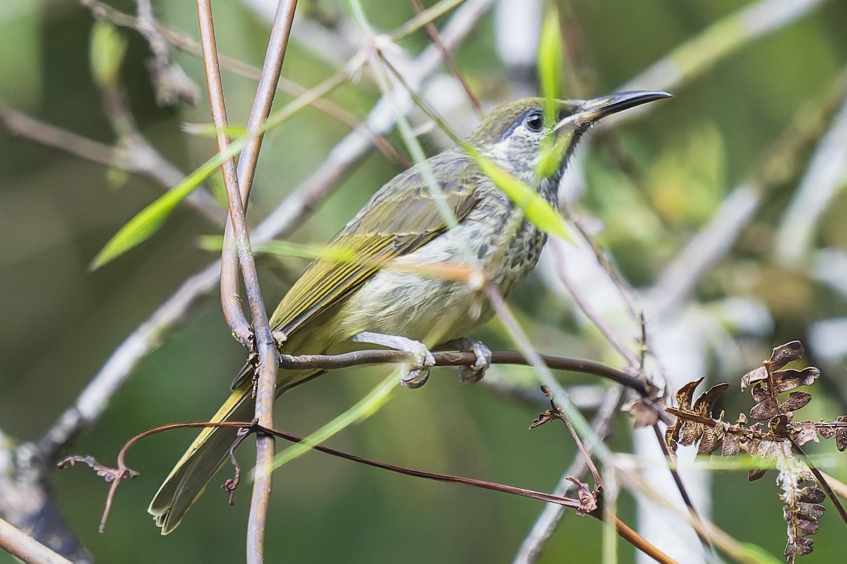 セラムオリーブミツスイ - ML646780132