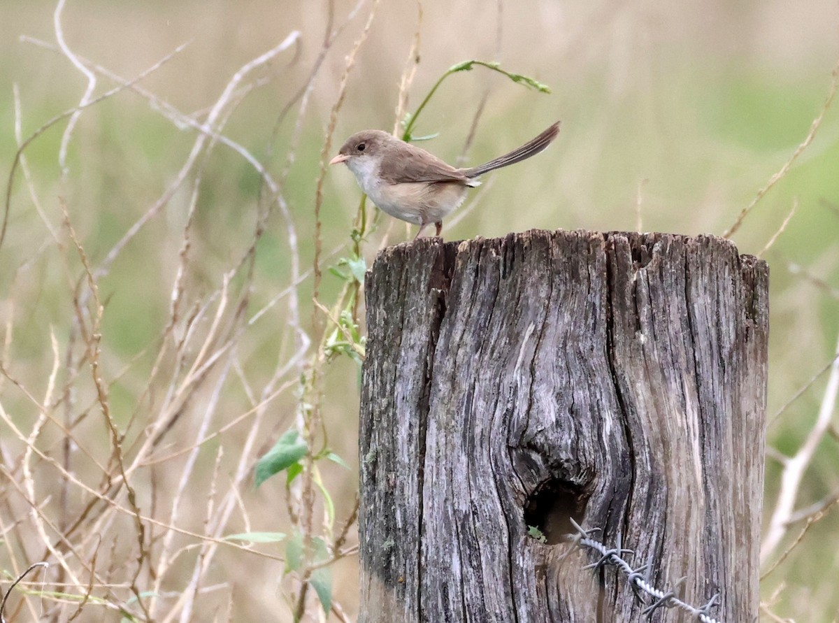 Mérion superbe - ML646780135