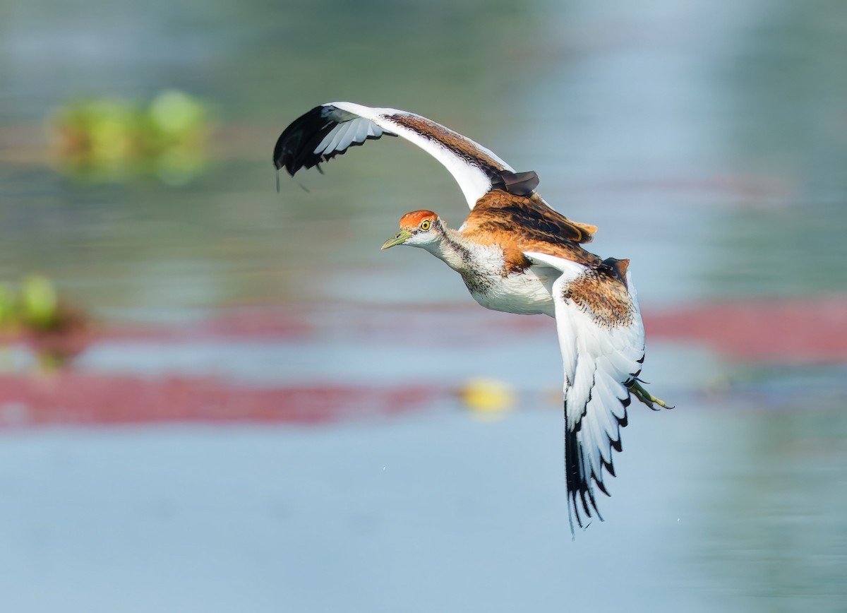Jacana à longue queue - ML646780136