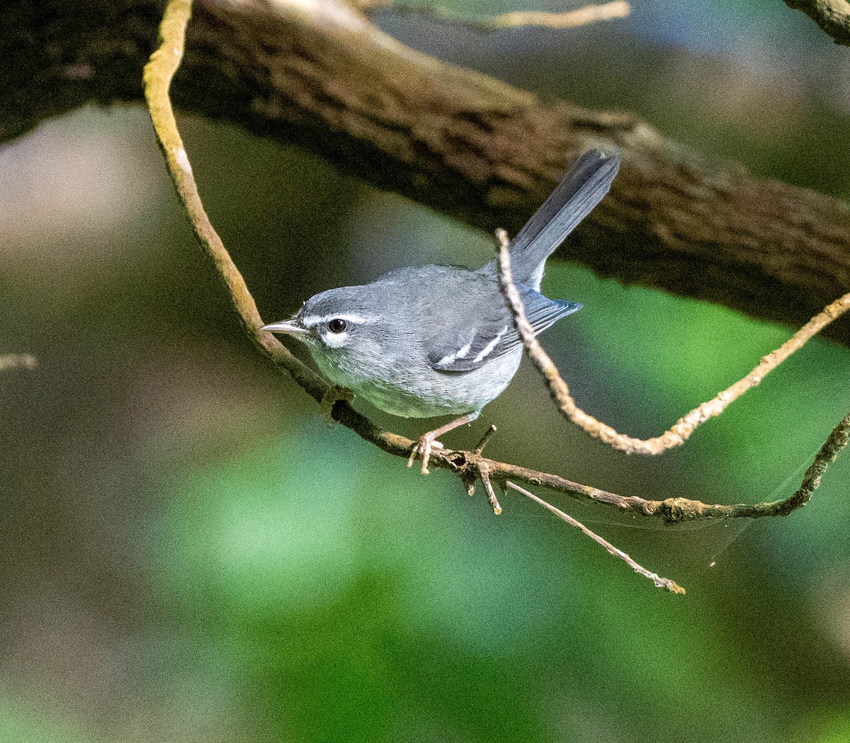 Серая древесница - ML646780137