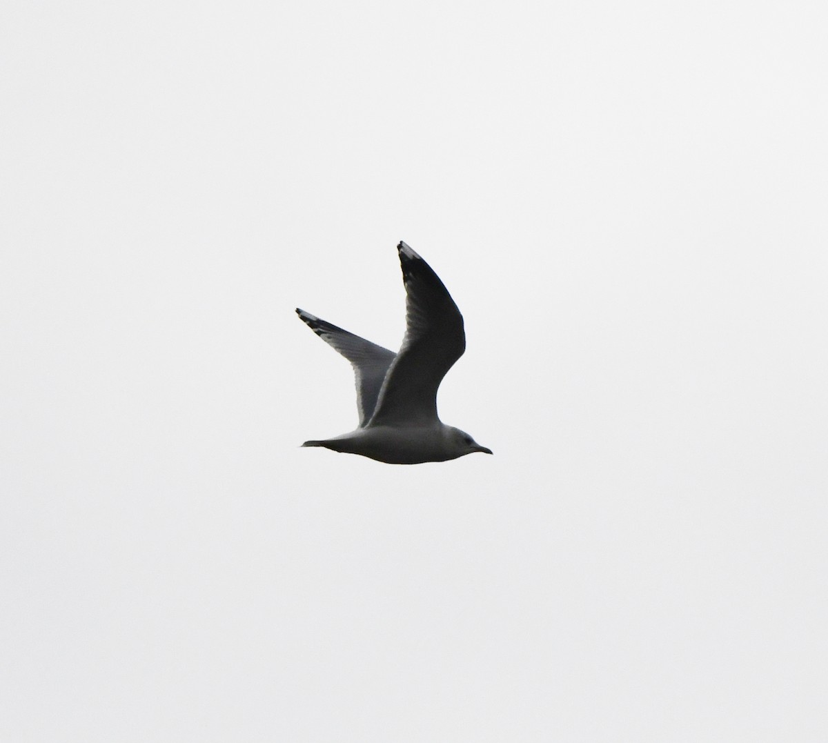 Common Gull (European) - ML646780139