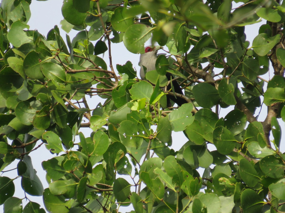 Green-billed Malkoha - ML646780140