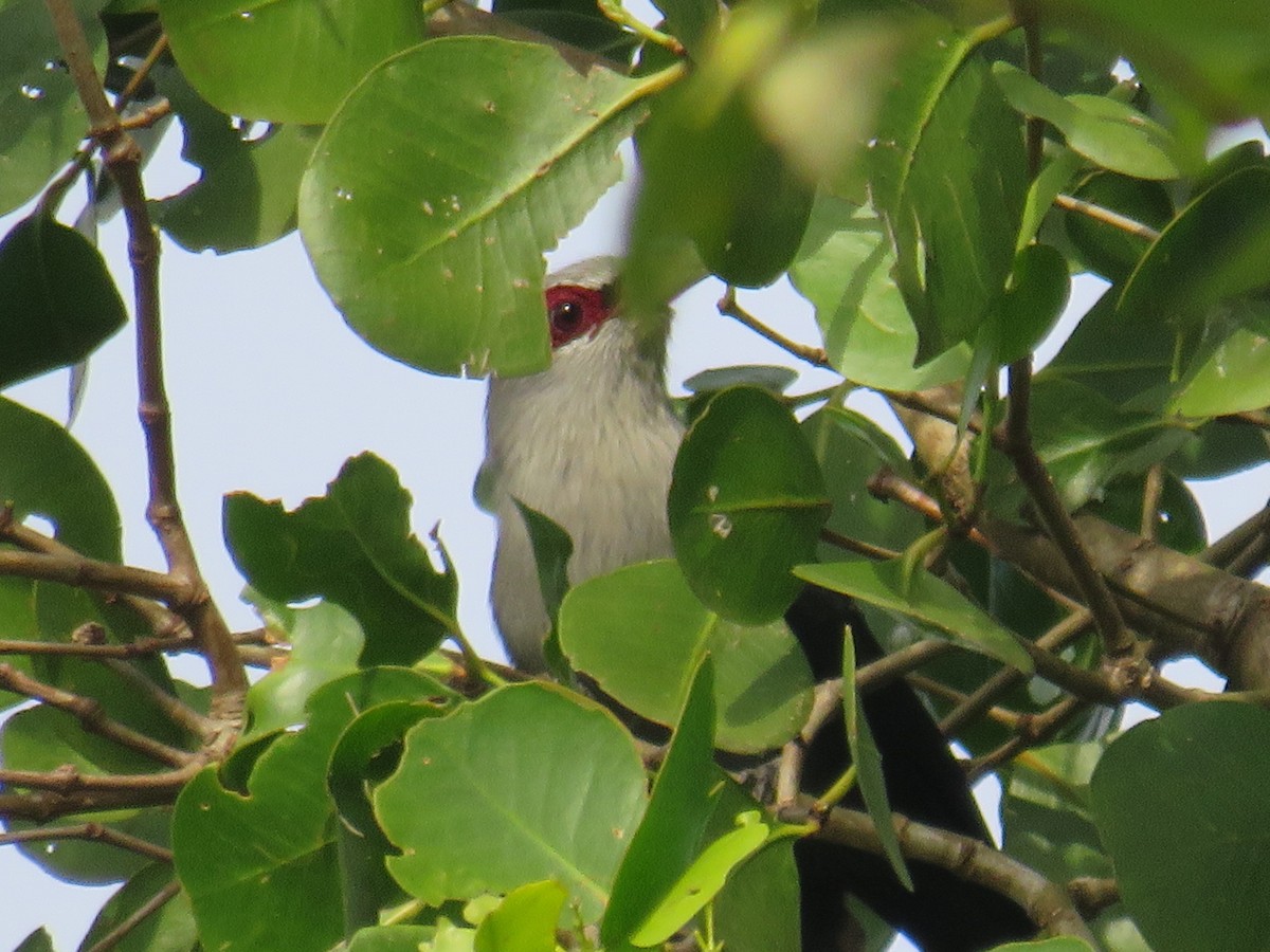 Green-billed Malkoha - ML646780141