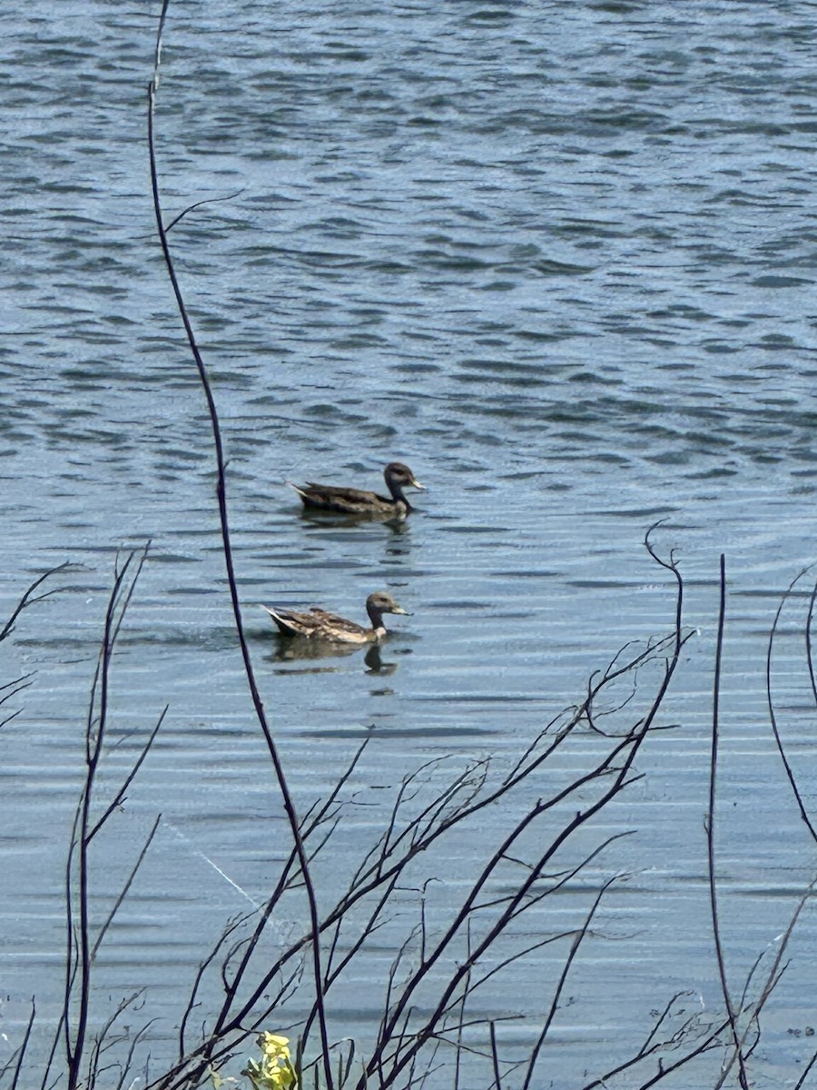 Шилохвіст жовтодзьобий - ML646780147