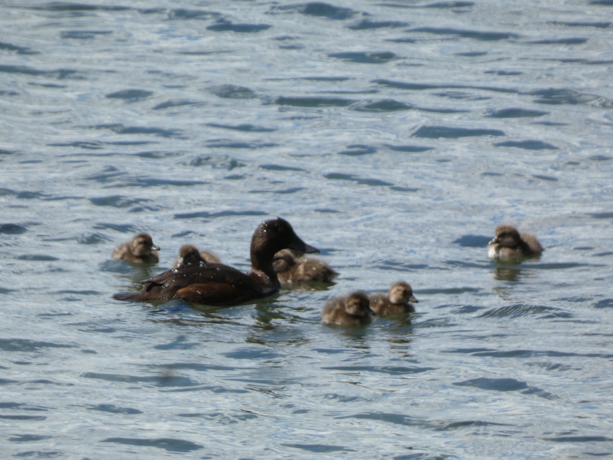 New Zealand Scaup - ML646780149