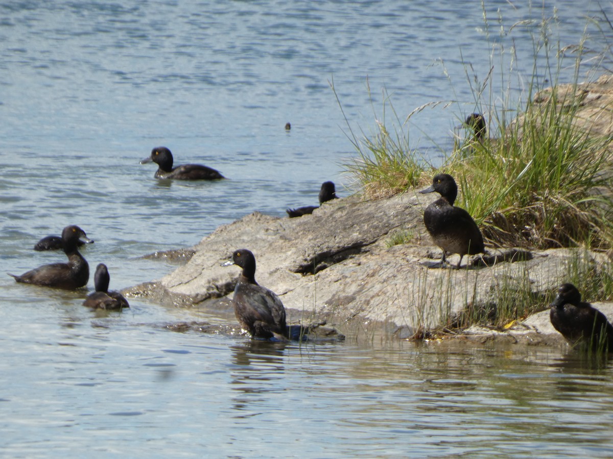 New Zealand Scaup - ML646780150