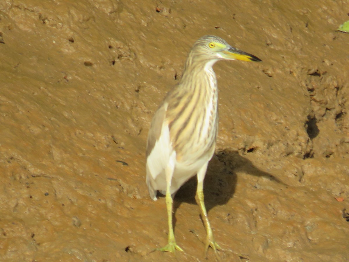 Chinese Pond-Heron - ML646780154