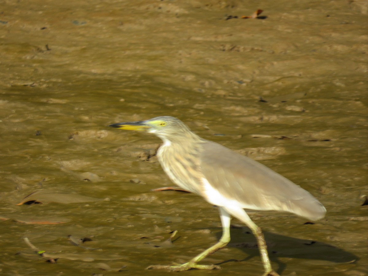 Chinese Pond-Heron - ML646780155