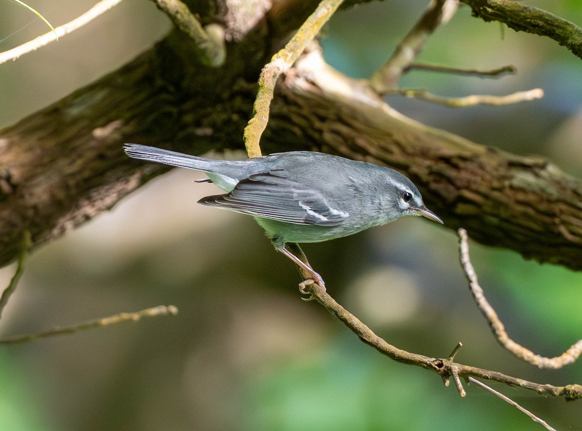 Серая древесница - ML646780158