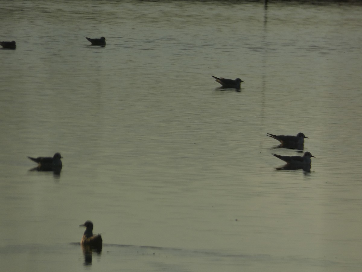 Bonaparte's Gull - ML646780163