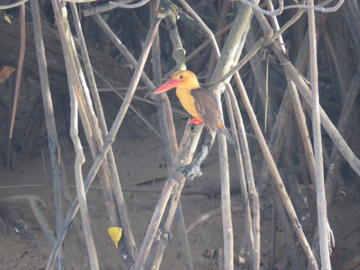 Brown-winged Kingfisher - ML646780165