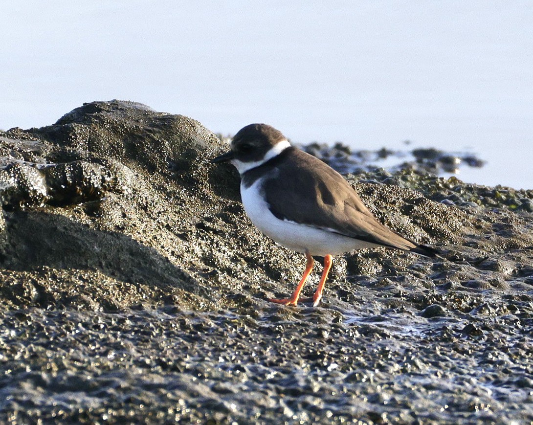 חופמי צווארון - ML646780167