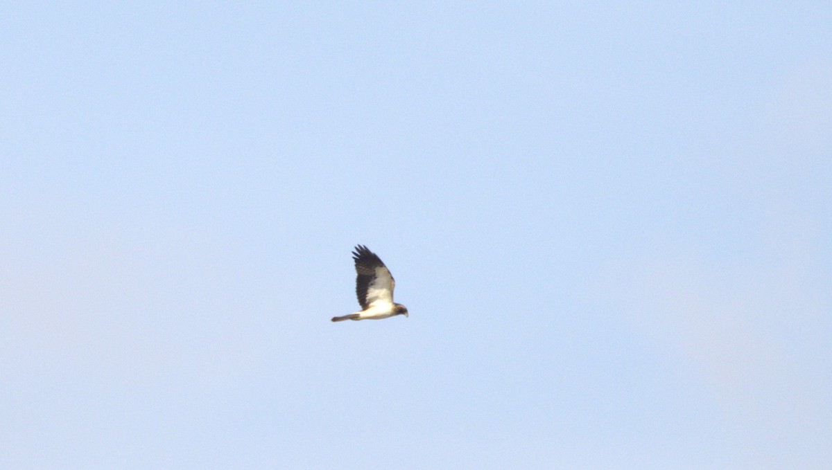 Booted Eagle - ML646780169