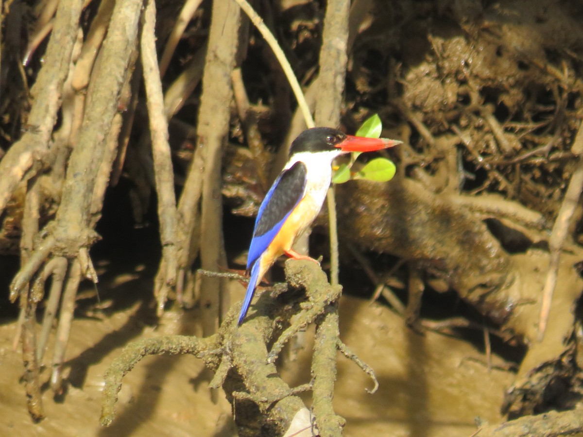 Black-capped Kingfisher - ML646780170