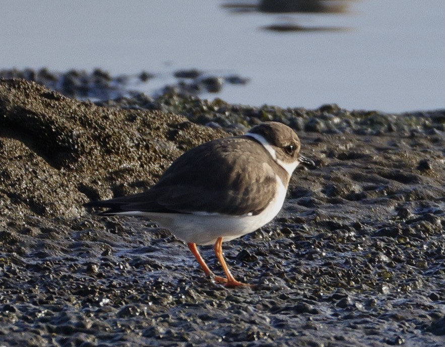 חופמי צווארון - ML646780171