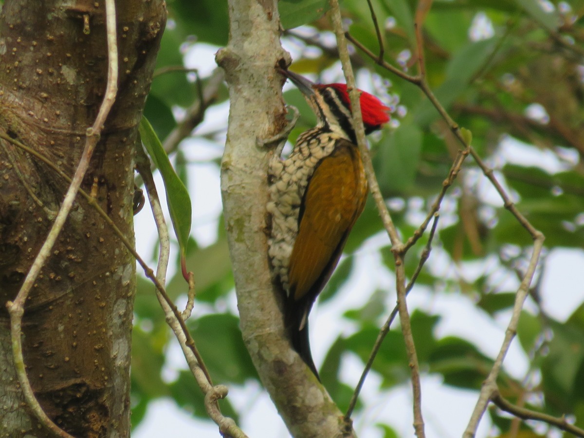 Common Flameback - ML646780172
