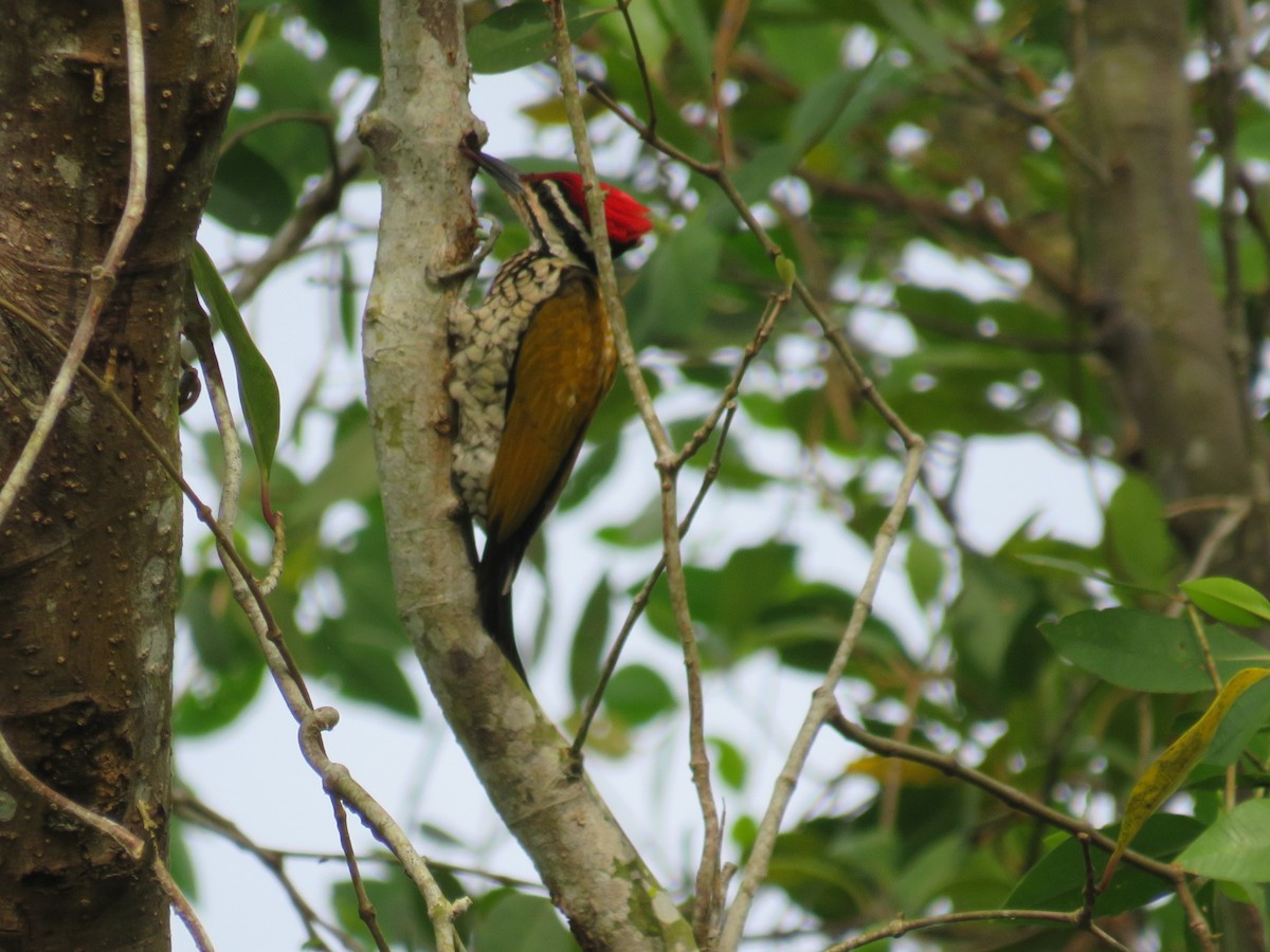 Common Flameback - ML646780173