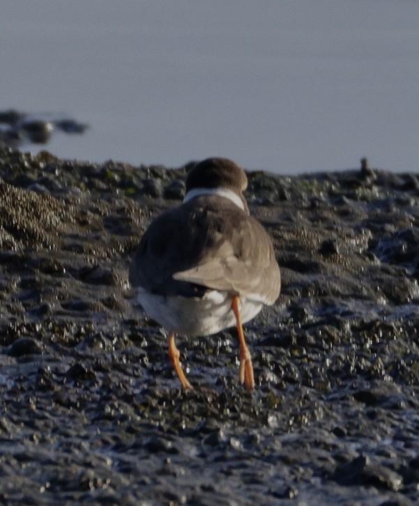חופמי צווארון - ML646780185