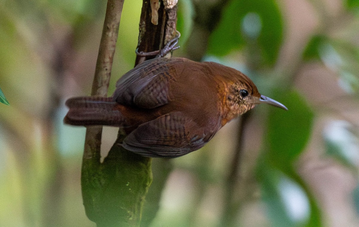 Kalinago Wren - ML646780186