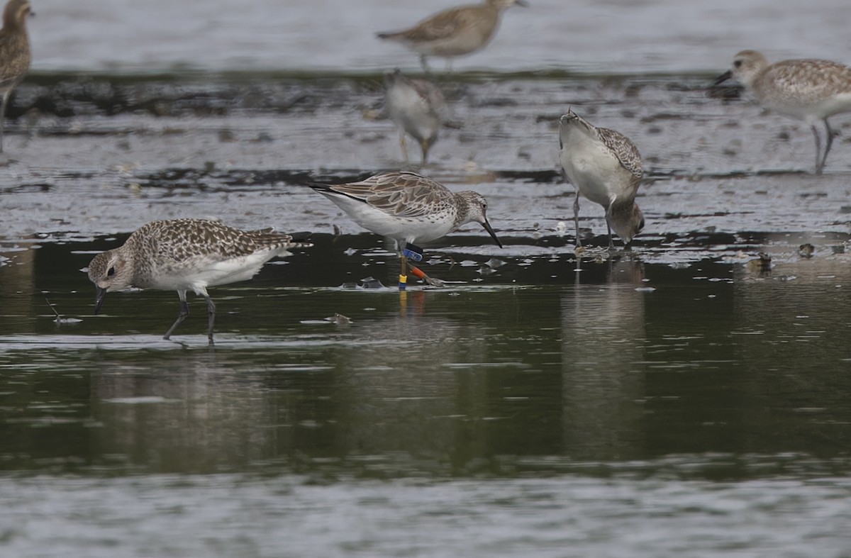 Benekli Kumkuşu - ML646780188